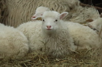 Lamm Wei&szlig;e geh&ouml;rnte Heidschnucke