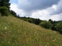 Der Rumberg vor der Beweidung