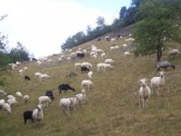 Skuddenherde bei der Bearbeitung eines S&uuml;dhanges