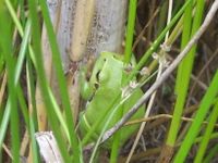 Wie diesen jungen Laubfrosch